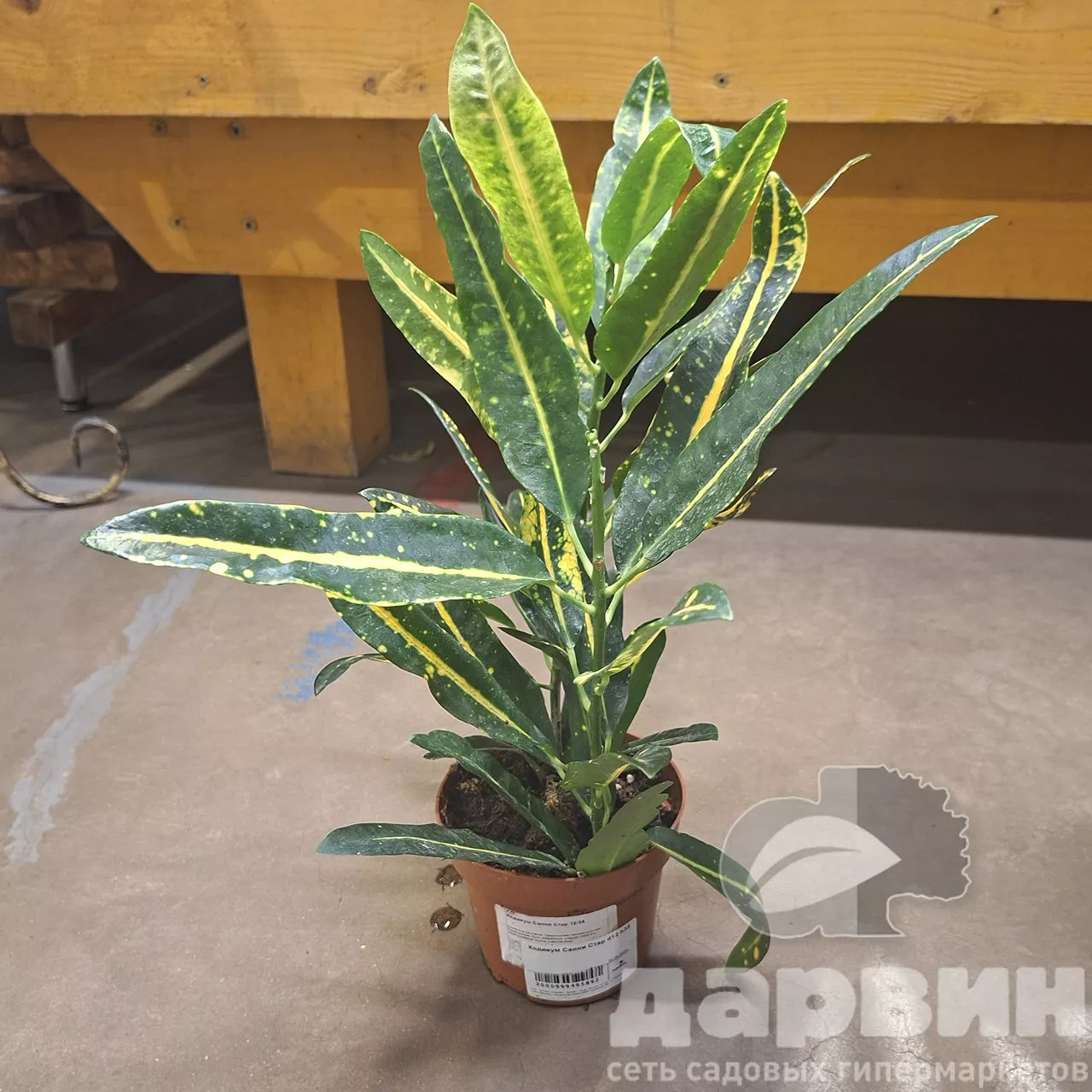 Кодиеум Санни Стар d12 h35 