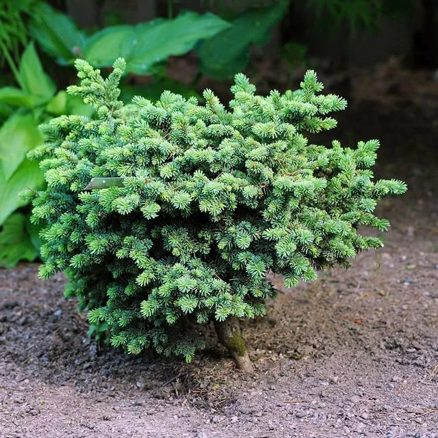 Ель канадская Метзгер брум 10-15 KG 