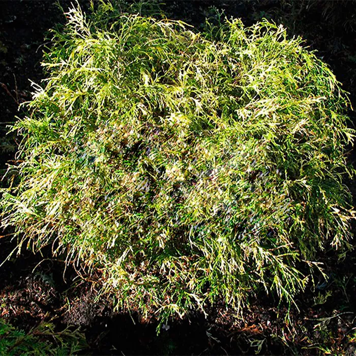 Растение кипарисовик горохоплодный Filifera Aureovariegata C26 80-100 Bor 2017 