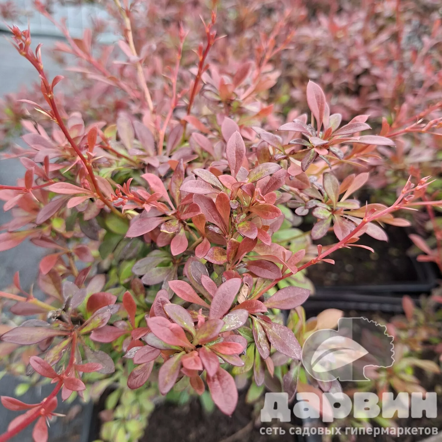 Барбарис тунберга Орандж Дрим v5 Lav 