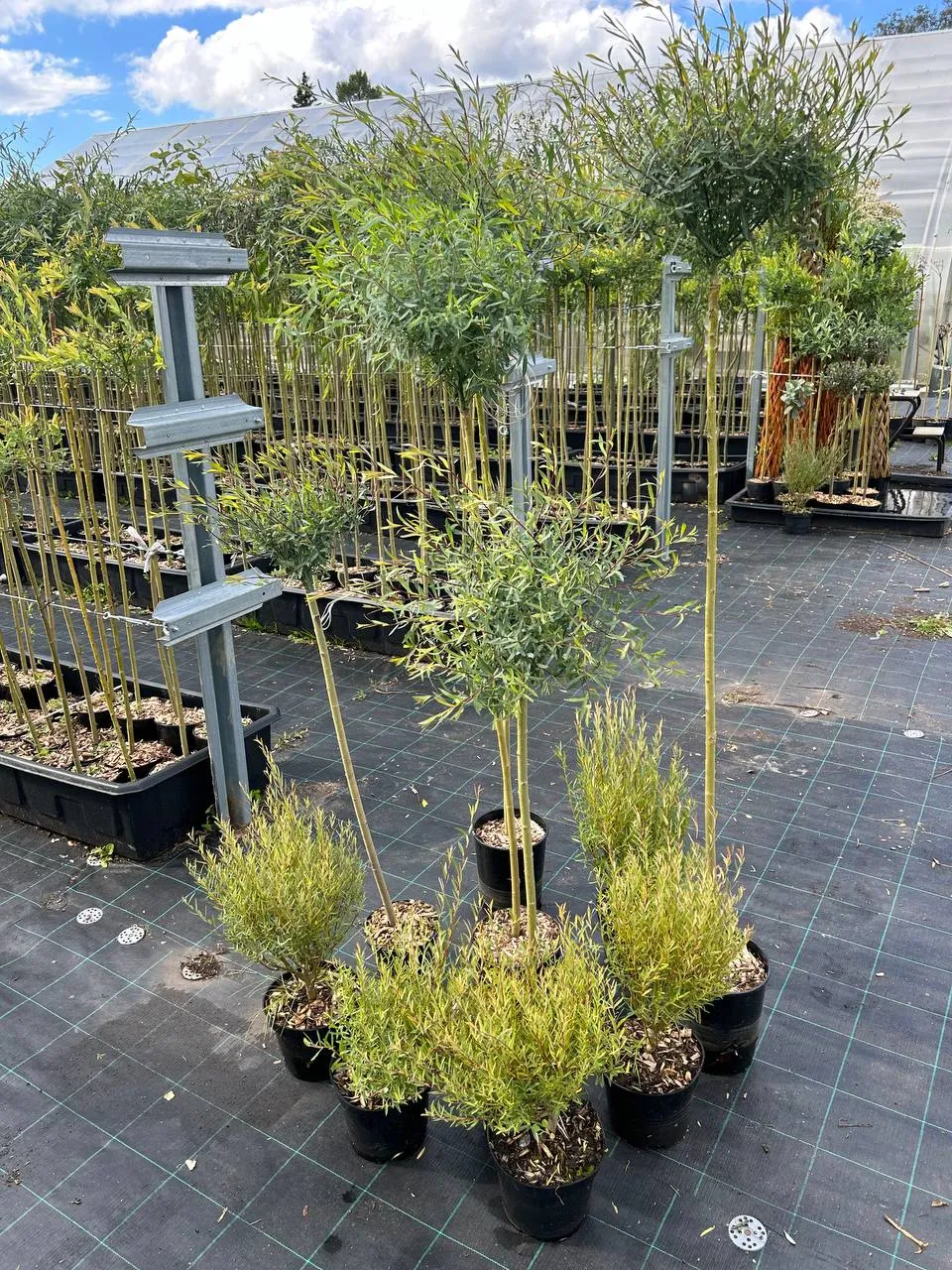 Нана Грацилис1