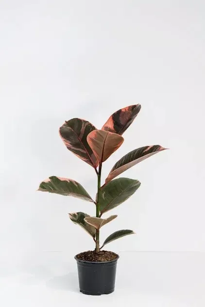 Фикус эластика микс d10 ЯР 