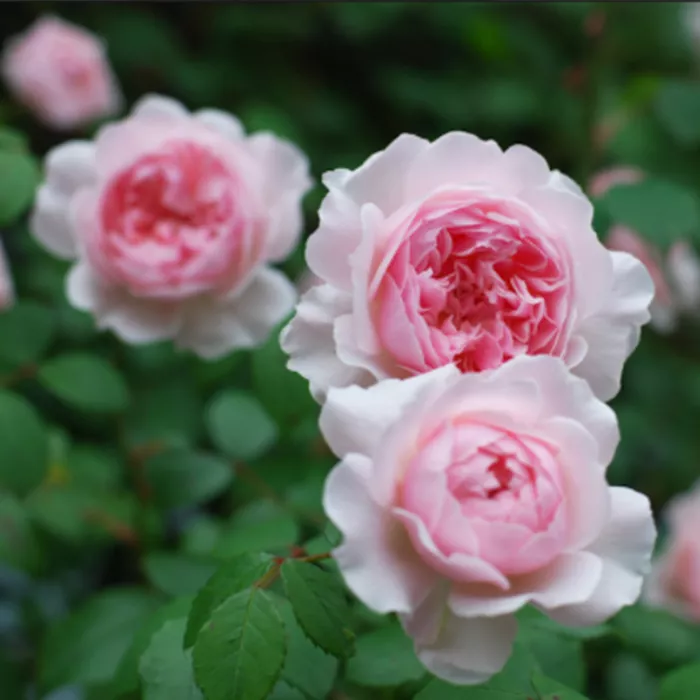 Роза английская Уисли 2008 v6 Tim 