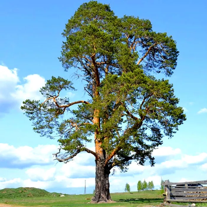 Растение сосна обыкновенная mB -40 60 