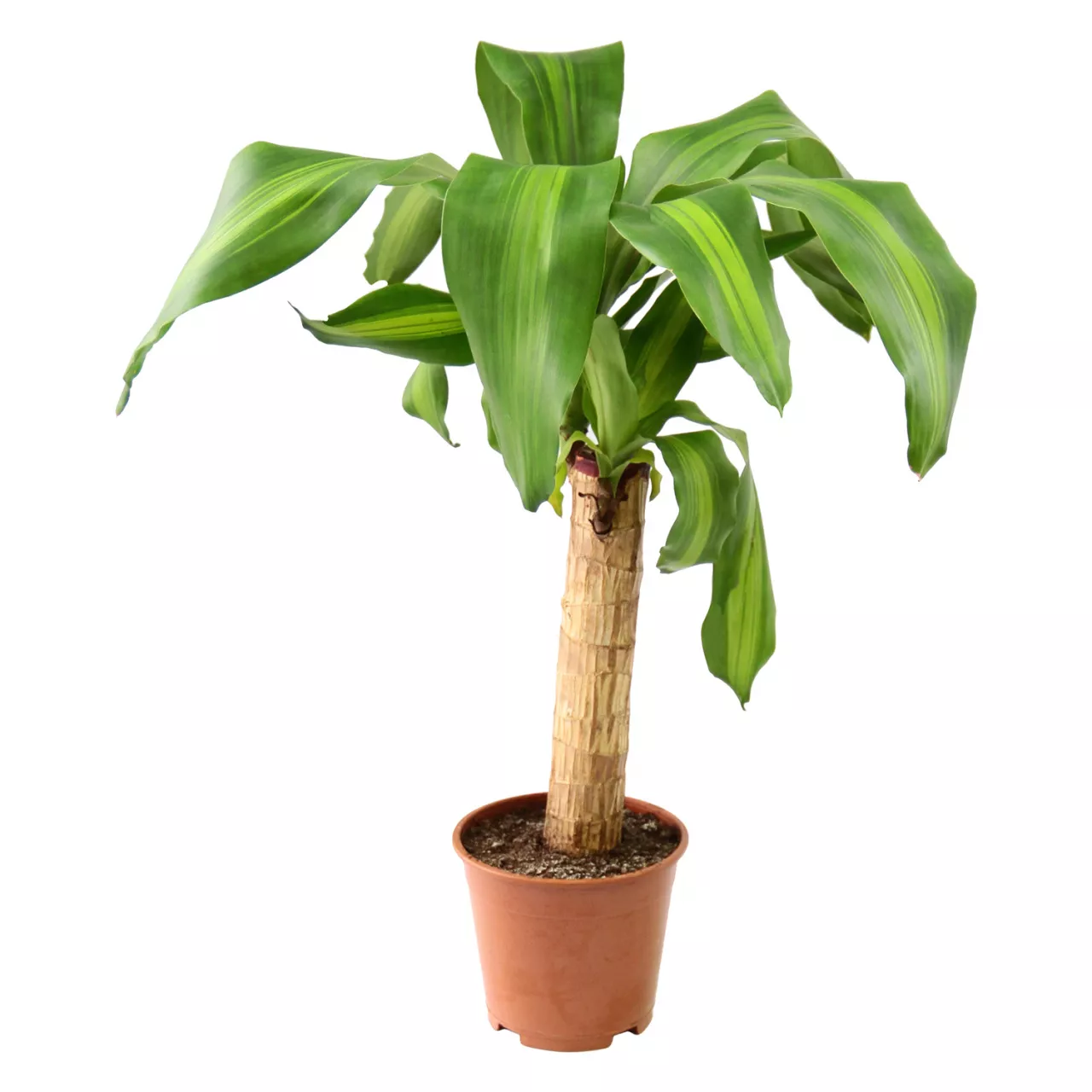 Драцена фрагранс Массанжеана 1ст d12 