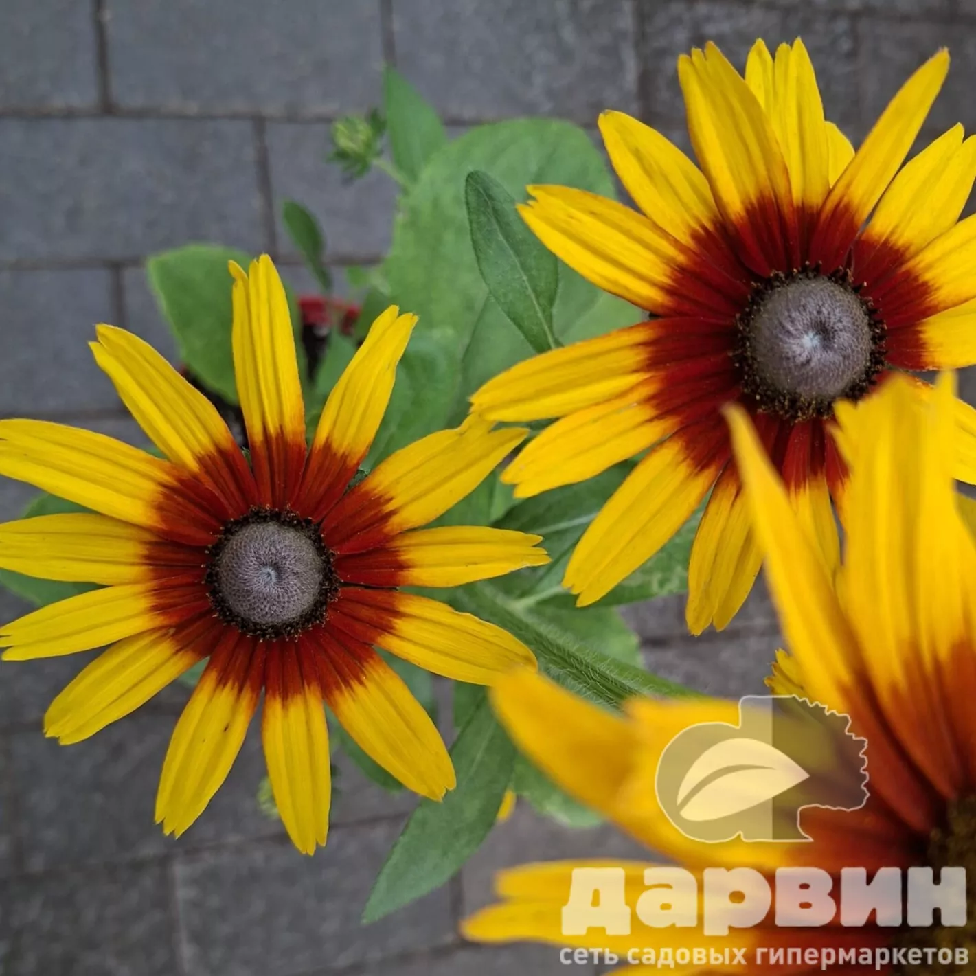 Рудбекия d12 Tim 