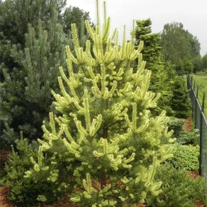 Сосна обыкновенная Канделайт 30-40 cm cont. 4,0L Mt 