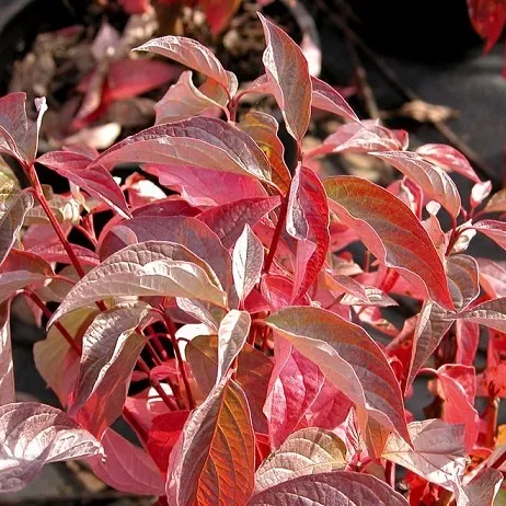 Дерен белый Ред Гном v2 Lav 