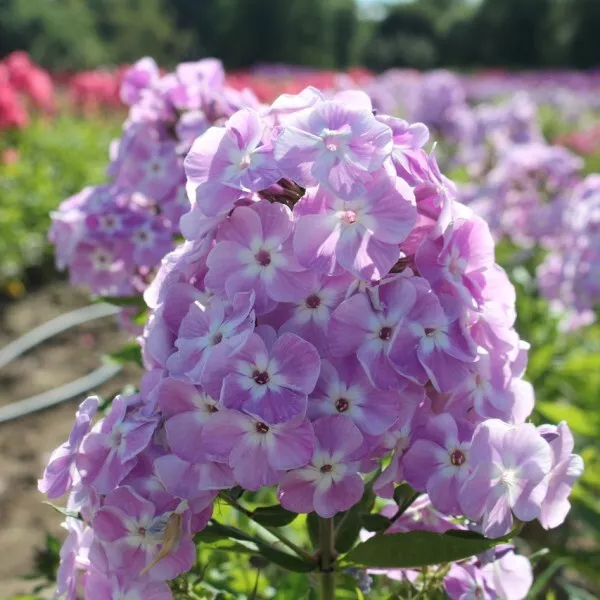 Флокс метельчатый "Мирослав" d19 ЕТК 