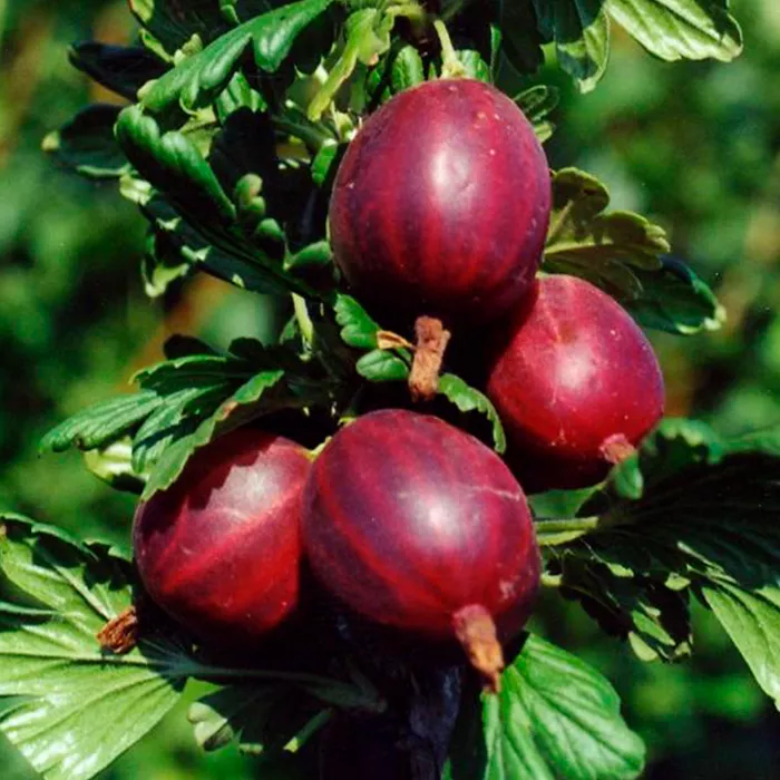 Крыжовник Черносливовый, черный Р9 Tim 