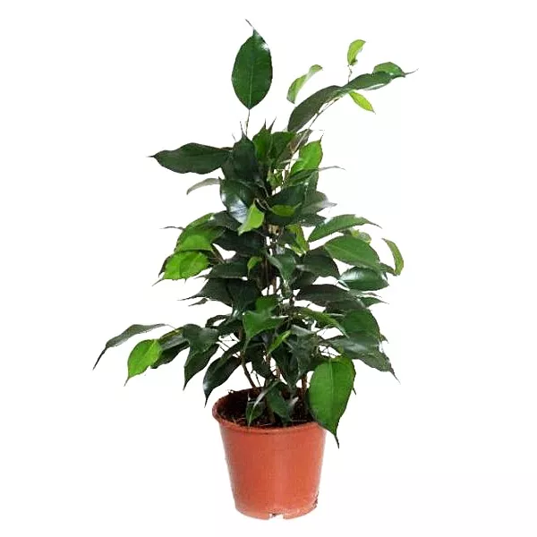 Фикус Бенджамина микс d12 ЕГ 