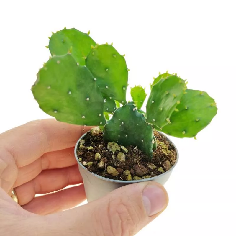 Опунция ямайская d6 h15 