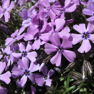 Флокс шиловидный Пепл Бьюти I 1шт Поиск 