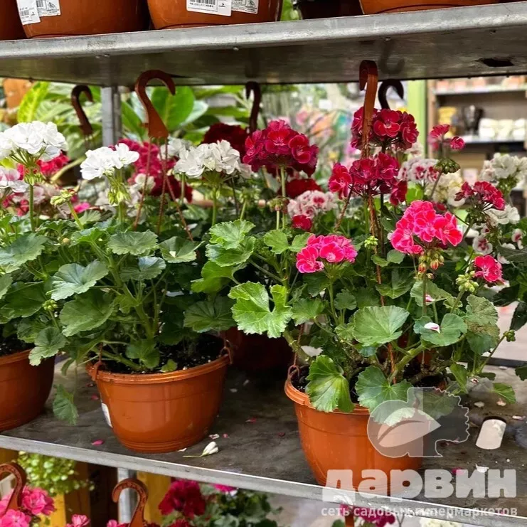 Пеларгония в кашпо d23 Tim 