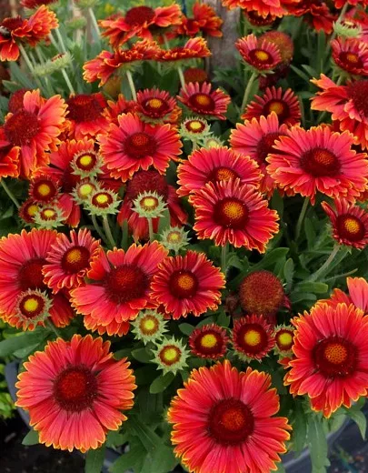 Гайлардия грандифлора Аризона Ред Шейдес "Arizona Red Shades" d12 ХР 