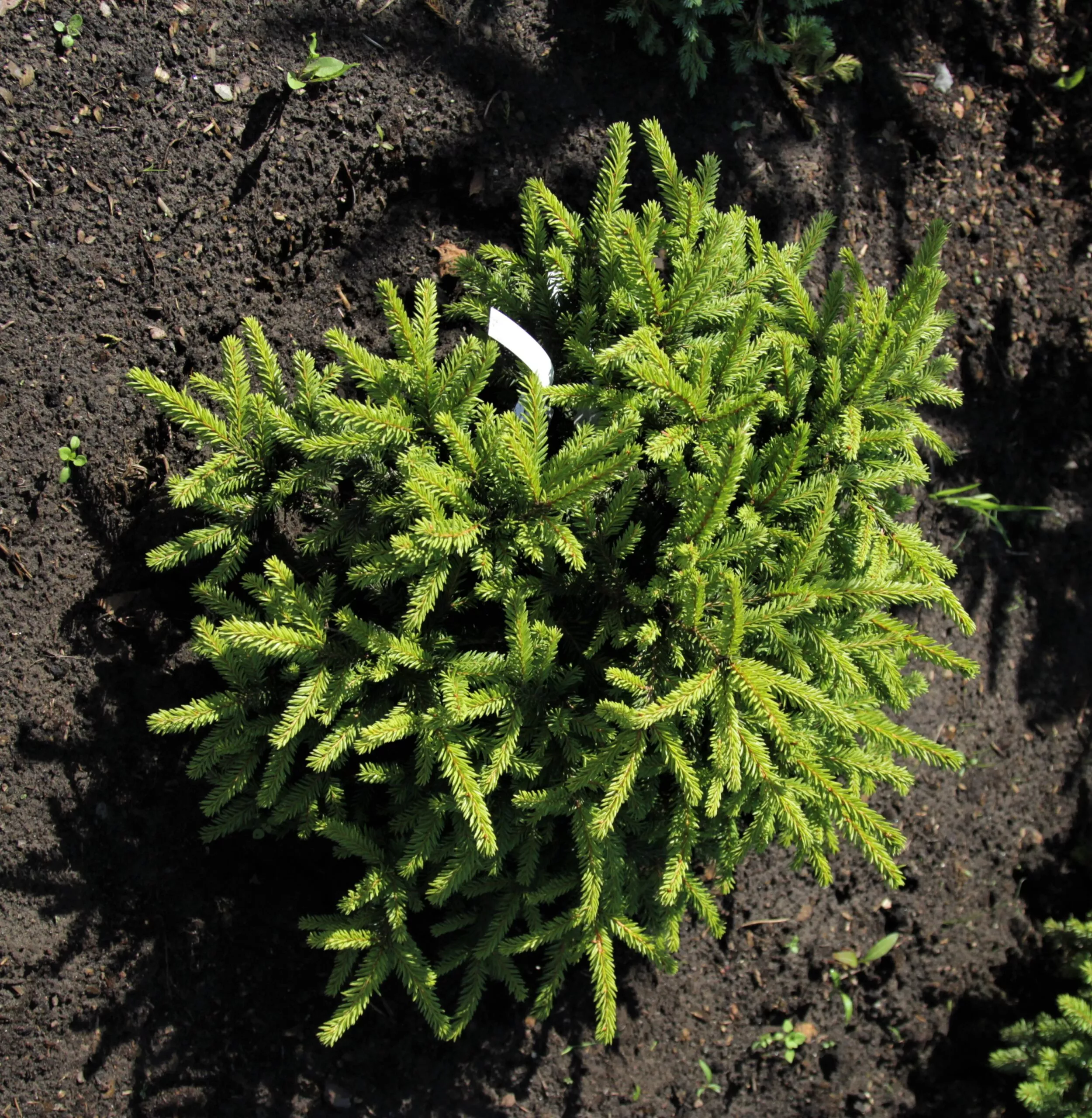 Ель обыкновенная v2 Lav 