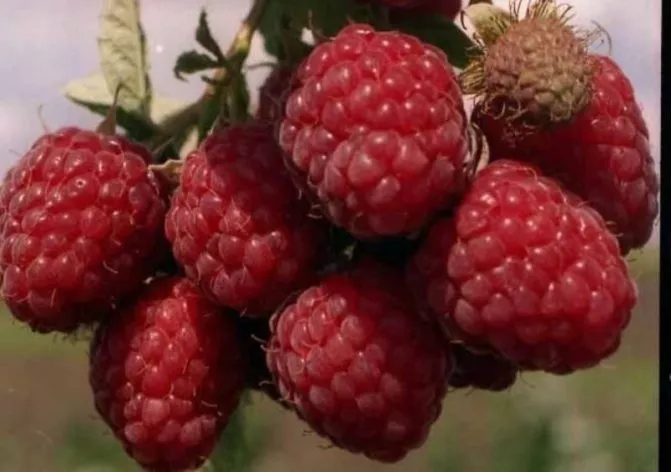 Малина Метеор красная С5 ОСП 