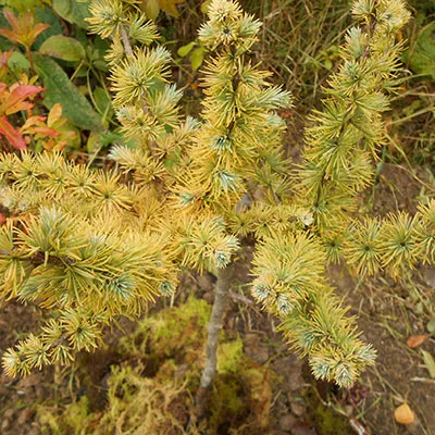 Растение лиственница кемпфера Маджик Голд C5-10 30-40 cm Tim-Sh-Mt 