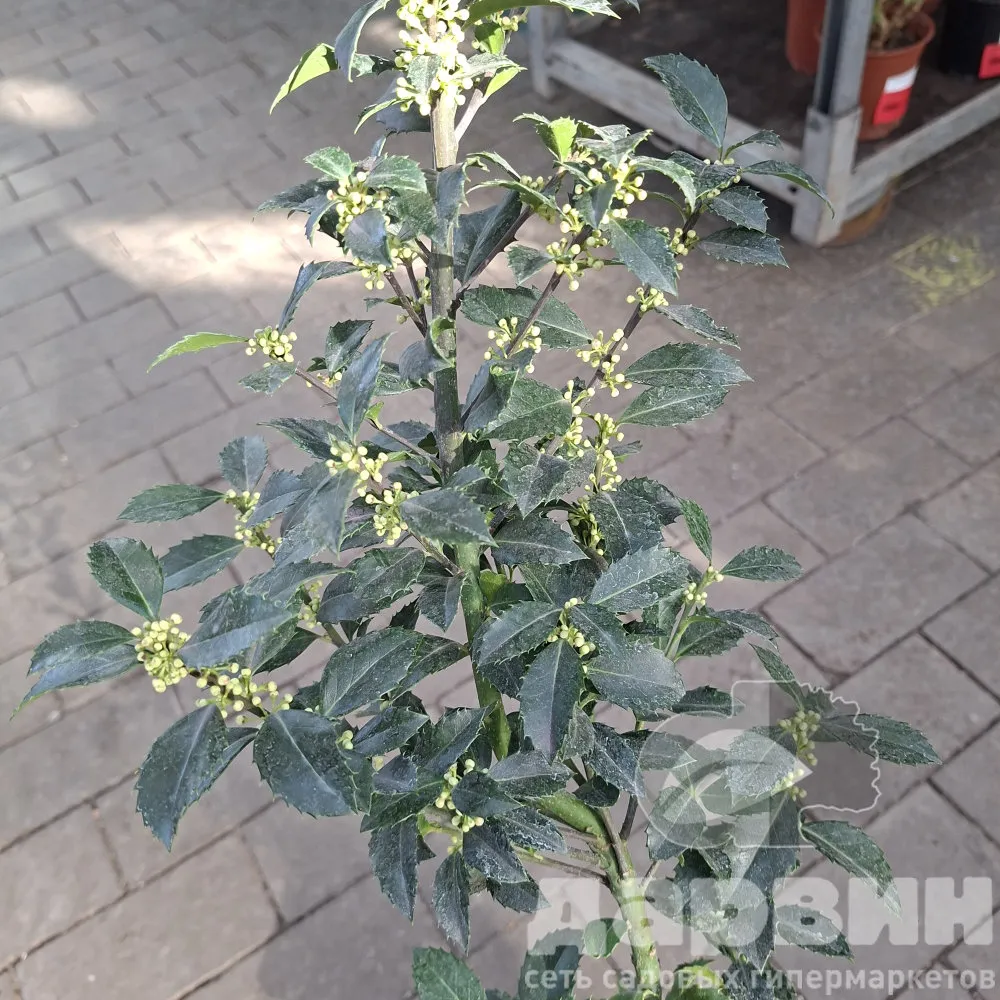 Падуб мезерва Хекенстар v2 Lav 