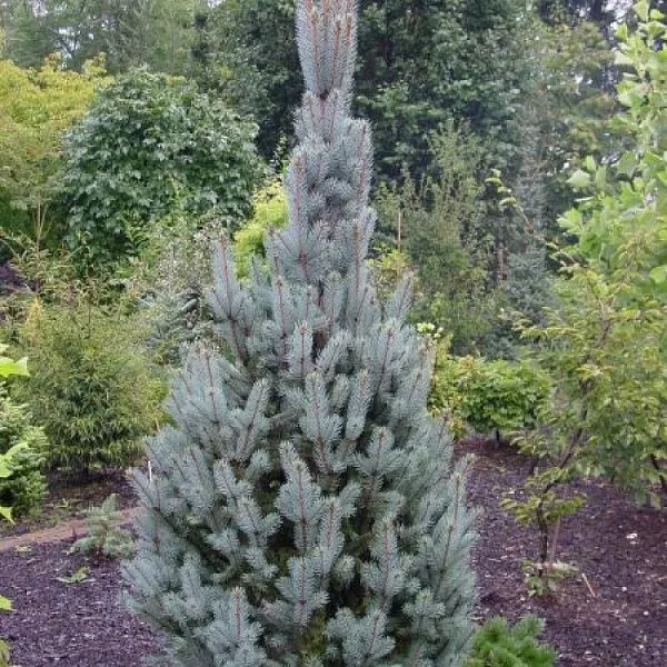 Ель колючая Изели Фокстеил 40-50 см Mt 