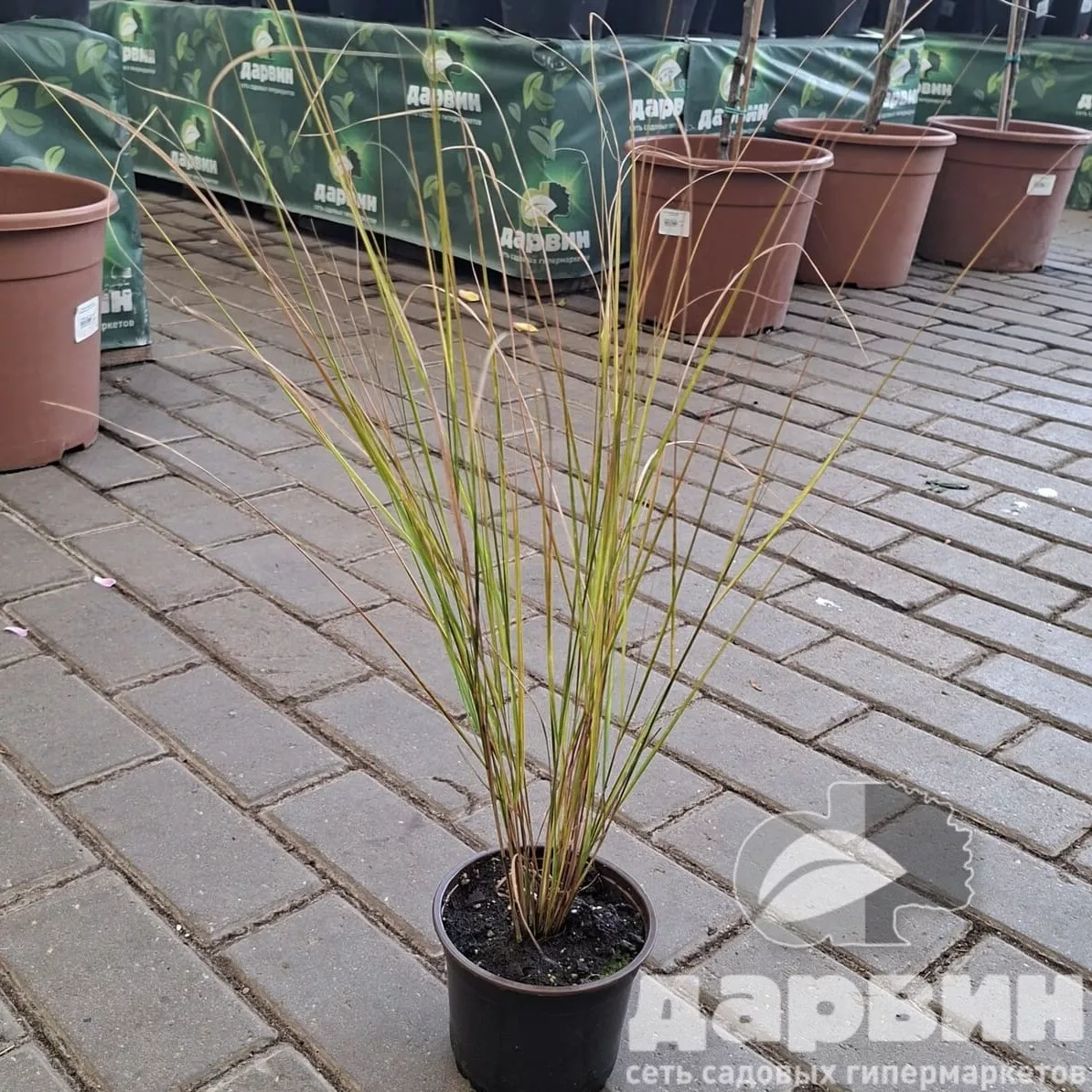 Мискантус китайский d12 Tim 