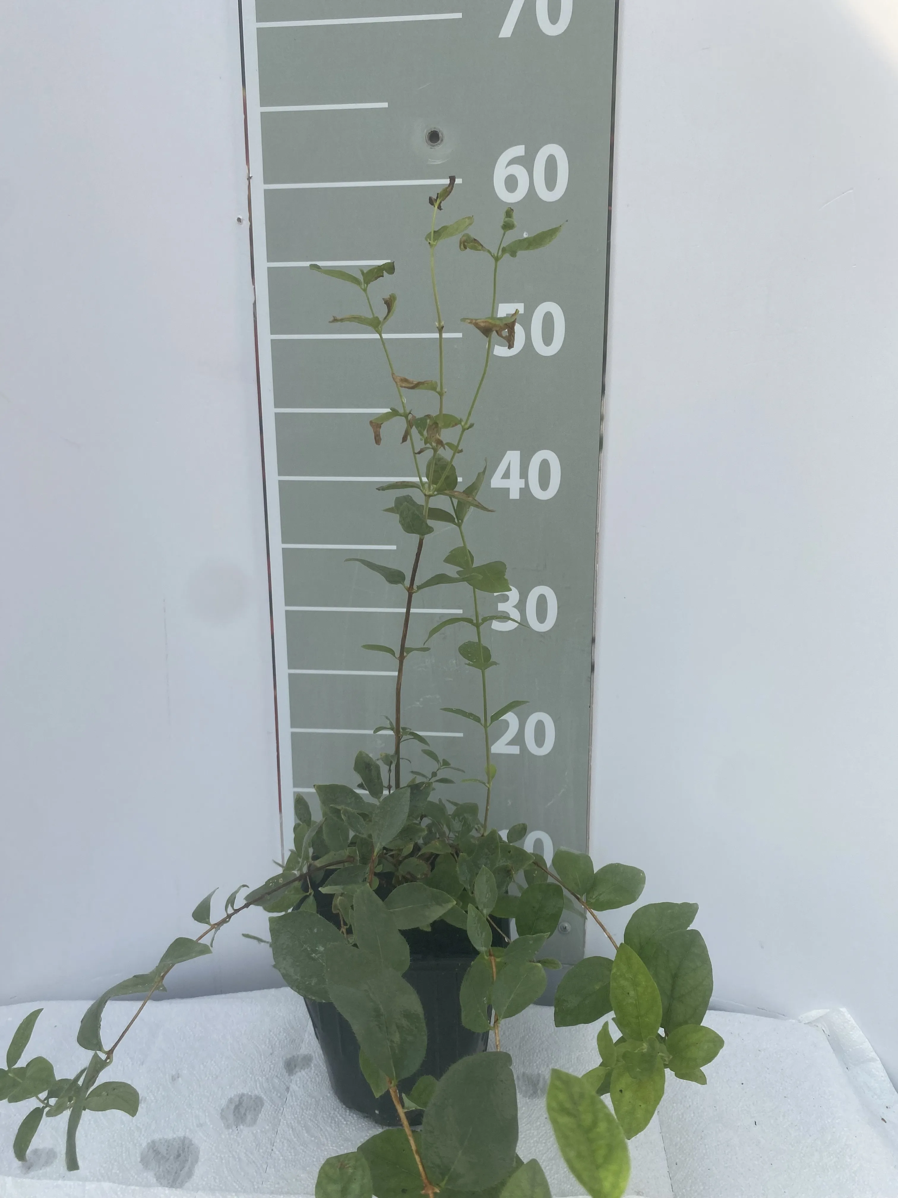 Жимолость Гжелка v2 Lav 