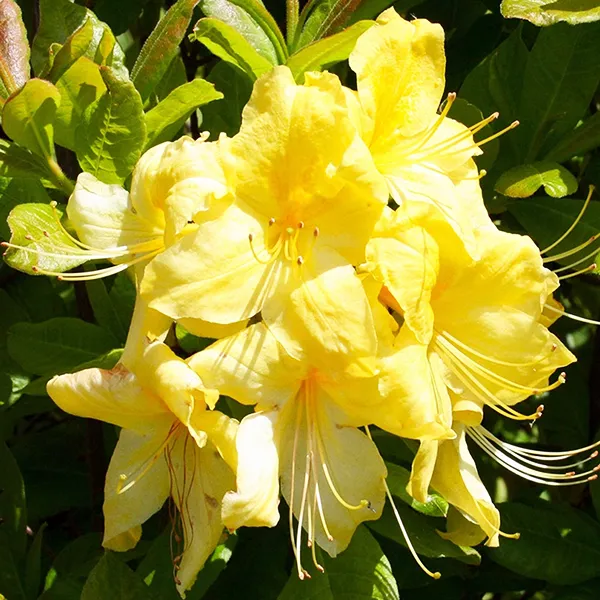 Азалия гибридная Аннеке P9 