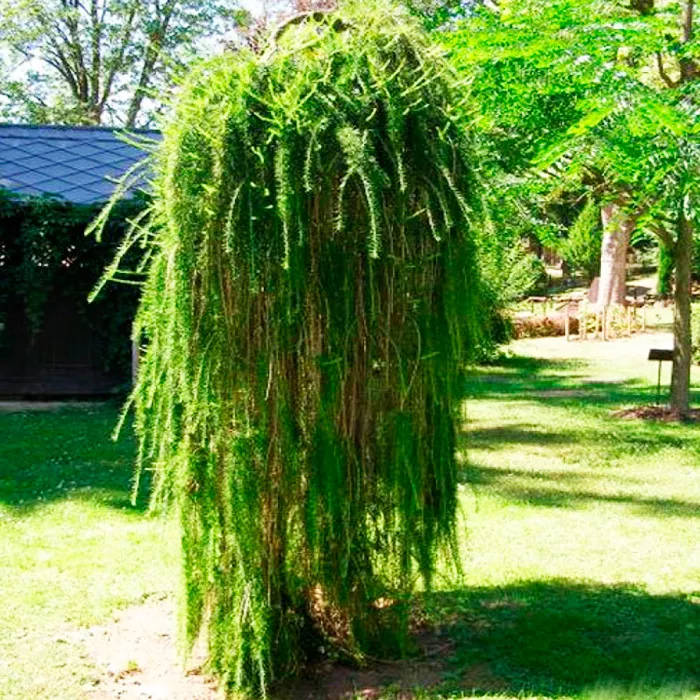 Растение лиственница европейская Пендула 120-160 Db 