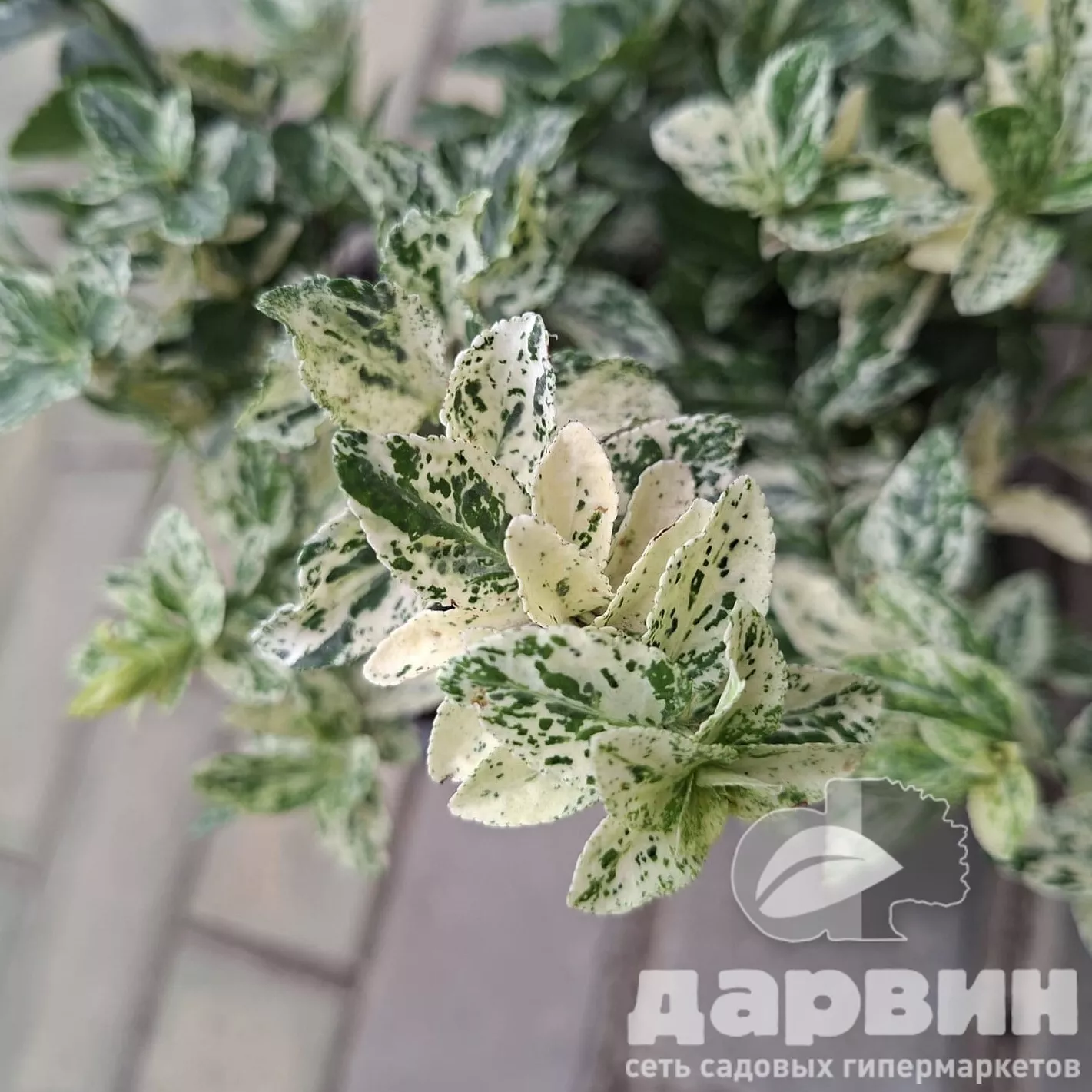 Бересклет форчуна Голден Арлекин v2 Lav 