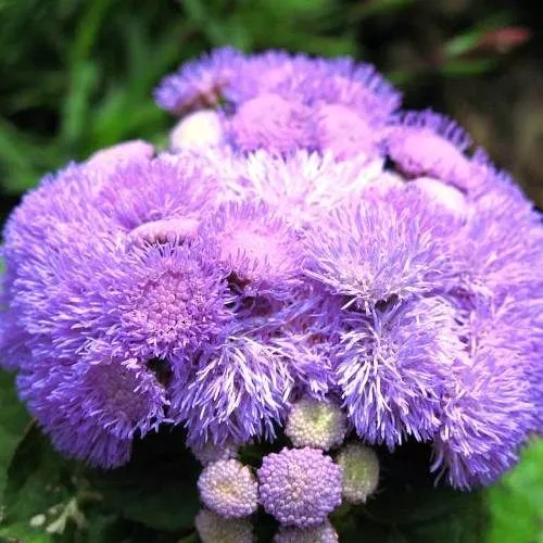 Агератум в ассортименте Е6 