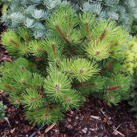 Сосна черная Смарагд 40-50 cm Mt 