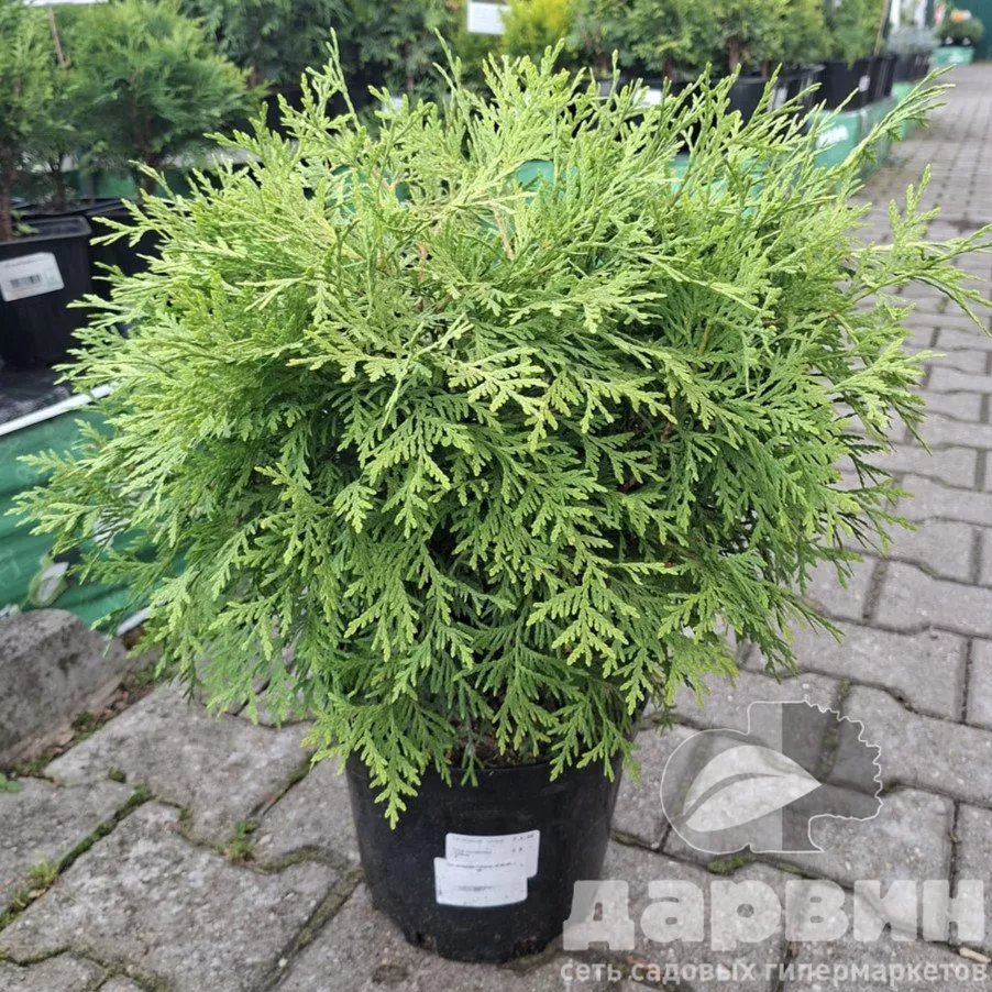 Туя западная Селена v5 20-40 YP 