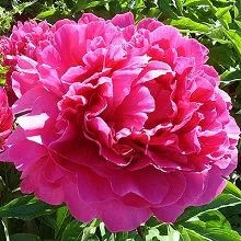 Пион травянистый Бункер Хилл (в тубе) 