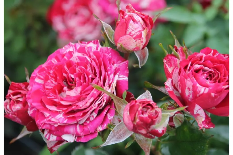 Роза спрей Арроу Фолиес v5 Lav 