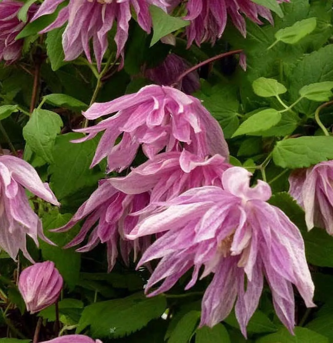 Клематис Перпл Дрим Р9 CL 