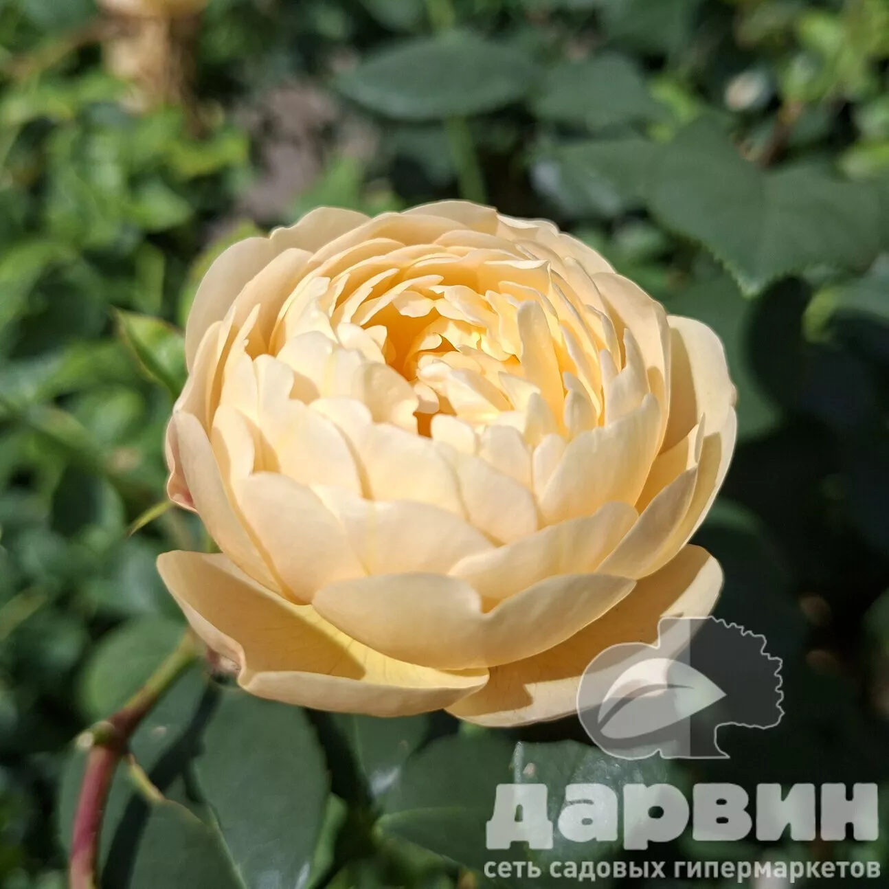 Роза английская Роальд Даль v5 Lav 