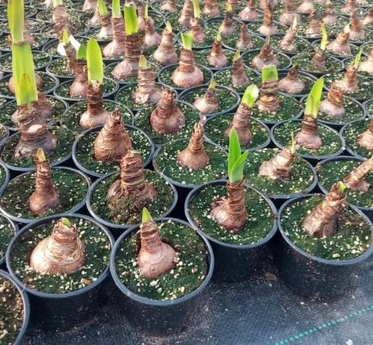 Гиппеаструм d10 ЯР 