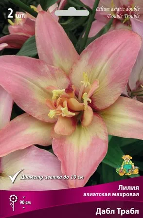 Луковица Лилия азиатская махровая Дабл Трабл 2шт Поиск 
