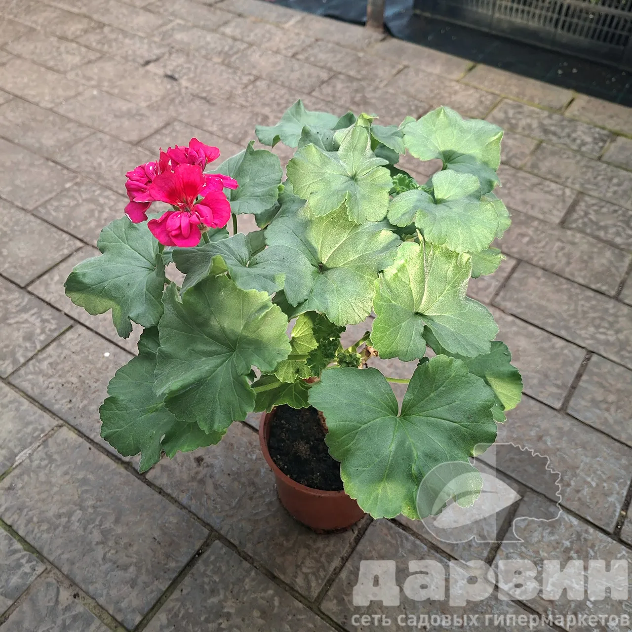 Пеларгония в асс тим (2) marked