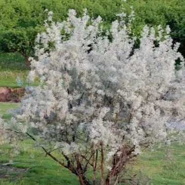 Лох узколистный Профессор Грабовски v5 Lav 