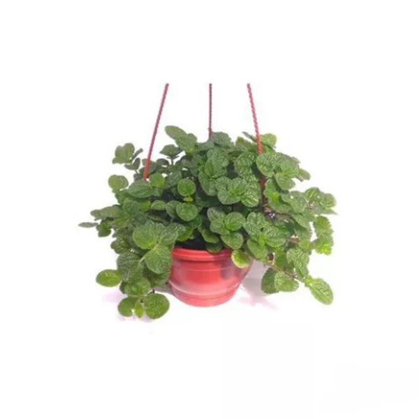 Плектрантус ампельный колеусовидный пестрый  d23 ПВ 