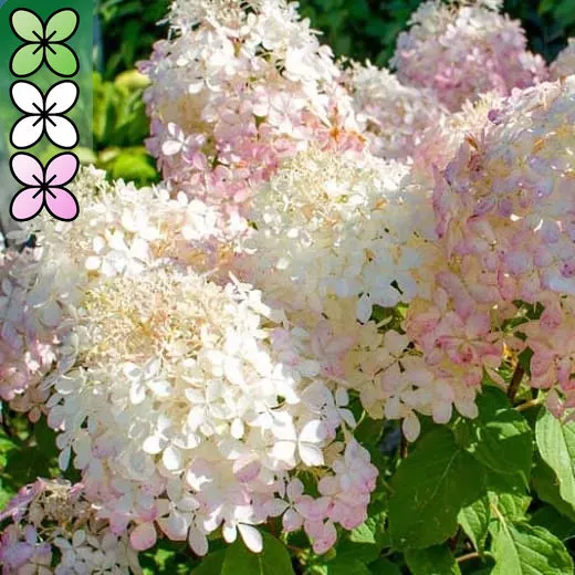 Гортензия метельчатая Фантом v3 Lav 