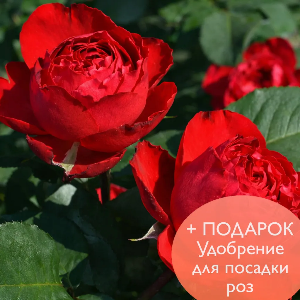 Роза чайно гибридная Травиата  в коробке Биосфера 