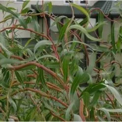 Ива в ассортименте 80 CM STEM P21 Tw 