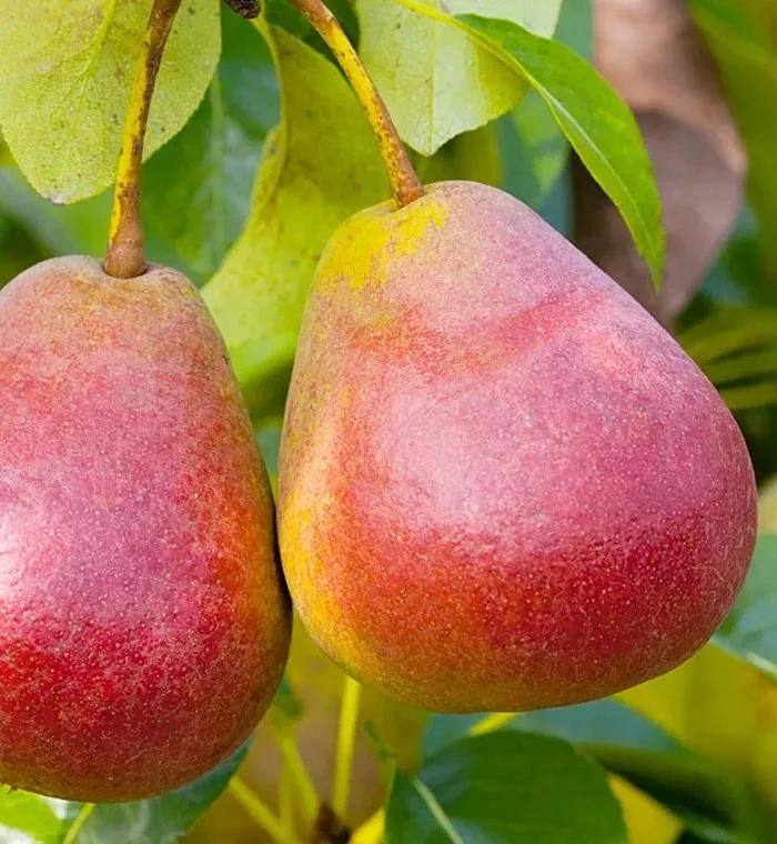 Груша Ника С7,5 100-140  