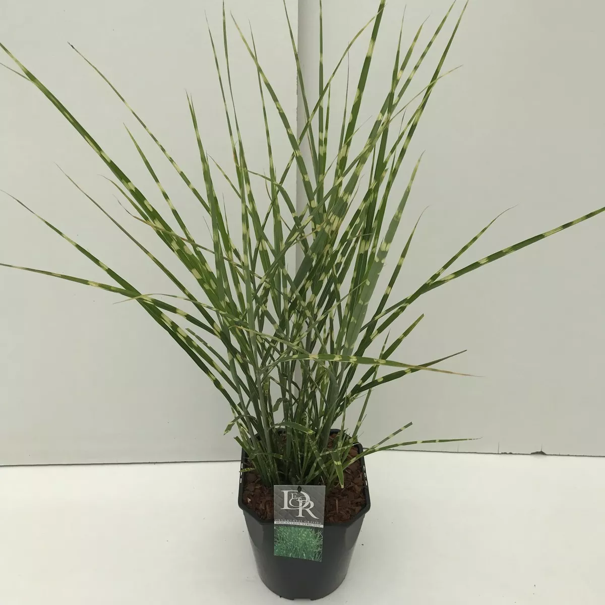 Мискантус Стриктус v2 Lav 