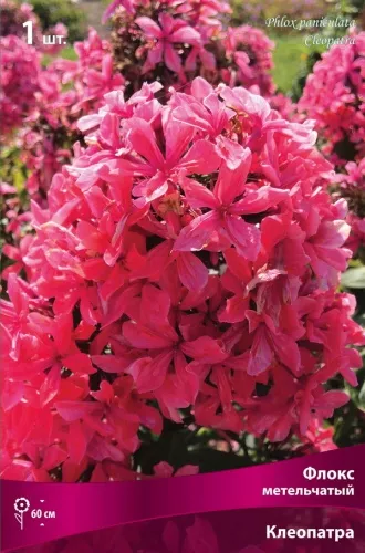 Корневище Флокс метельчатый Клеопатра1 шт Поиск 