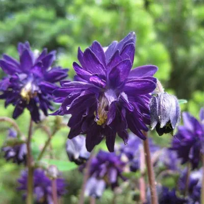 Кореневище Аквилегия гибрид МакКаны Барлоу Блу 1шт Поиск 