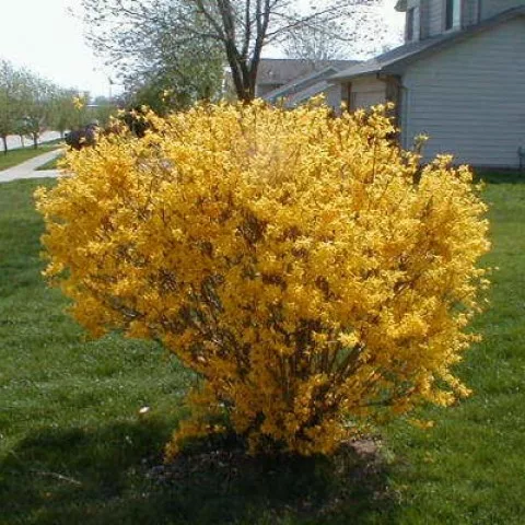 Форзиция средняя Мари Д'Ор v15 h20-30 