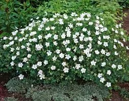 Герань кроваво-красная Альбум (С2) ЦО 